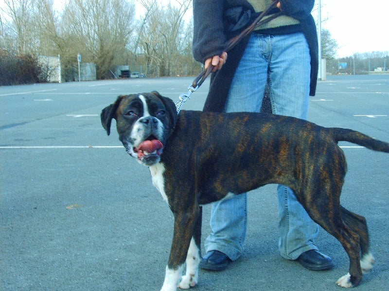 Cãdiz du mas du Perigord blanc