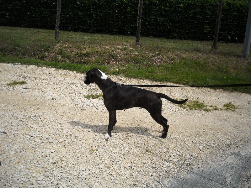 Eloa du mas du Perigord blanc