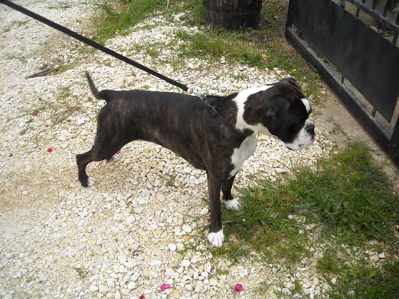 Eloa du mas du Perigord blanc