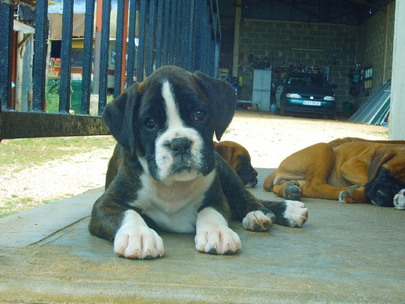 Cãdiz du mas du Perigord blanc