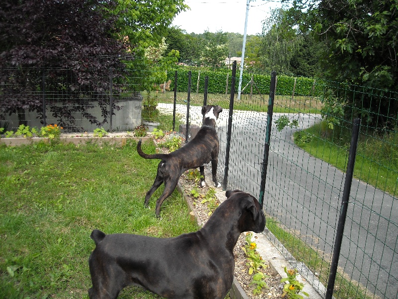 Eloa du mas du Perigord blanc