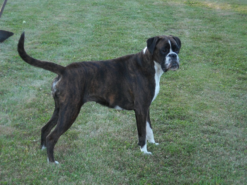Cãdiz du mas du Perigord blanc