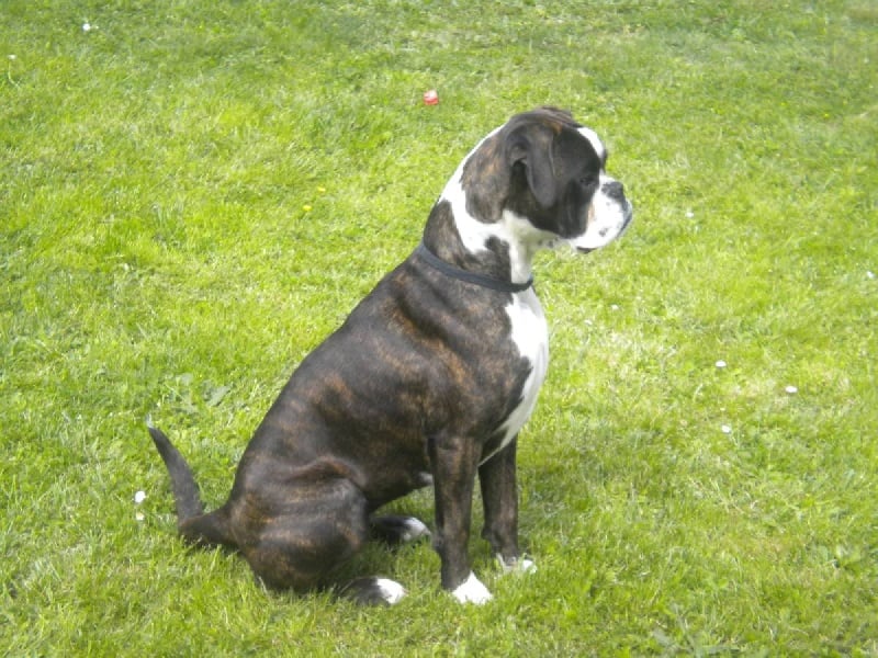 Eloa du mas du Perigord blanc