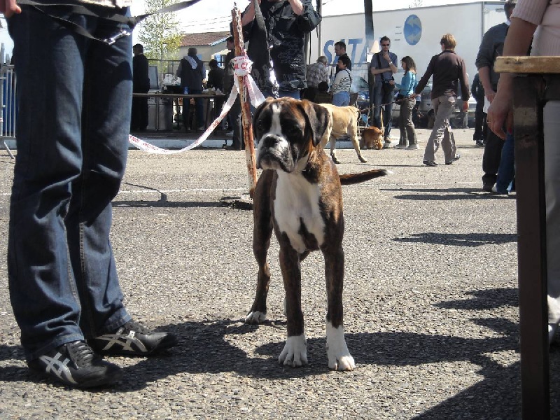 Didjy du mas du Perigord blanc - Trés prometeur-classe puppy-