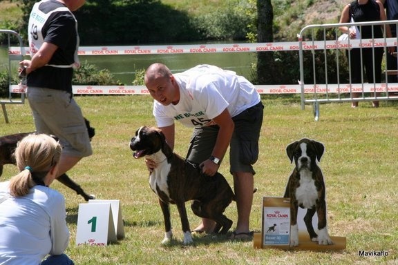 Didjy du mas du Perigord blanc - 1° trés prometteur-classe puppy-