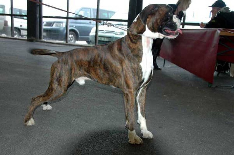 Didjy du mas du Perigord blanc - 1° exc -classe intermédiaire-