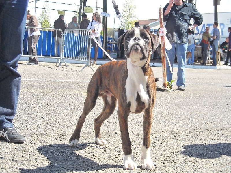 Didjy du mas du Perigord blanc - Trés prometteur-classe puppy-