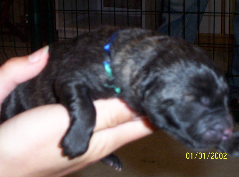 Publication : de la horde d'artémis