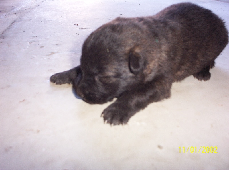 Publication : de la horde d'artémis