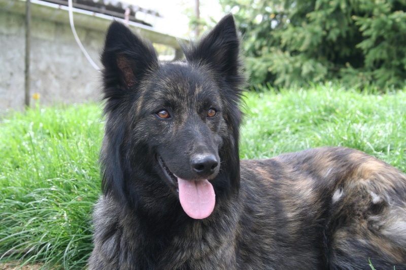 Publication : de la horde d'artémis