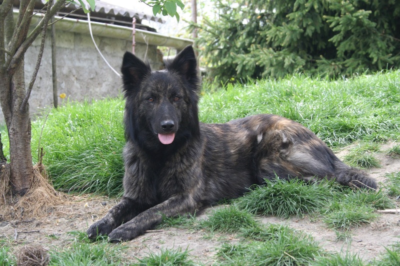 Publication : de la horde d'artémis