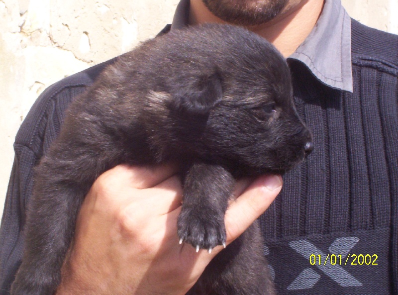 Publication : de la horde d'artémis