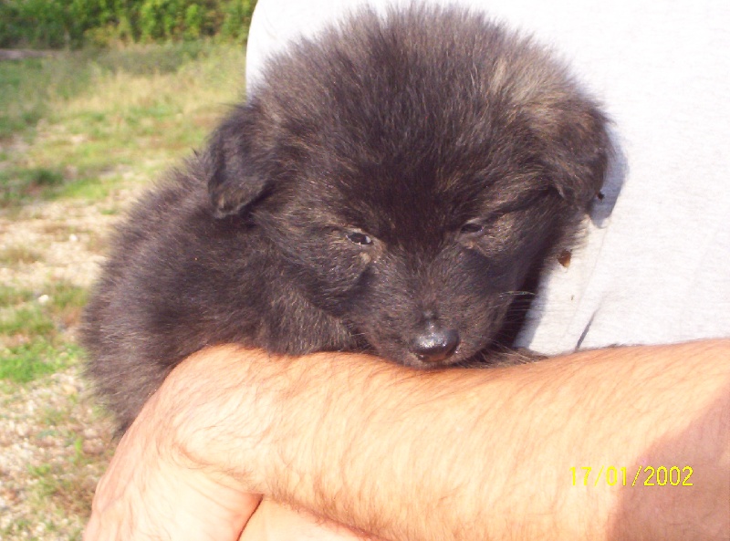 Publication : de la horde d'artémis