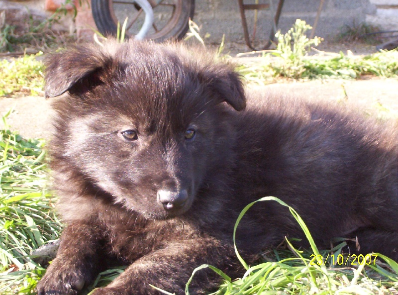 Publication : de la horde d'artémis