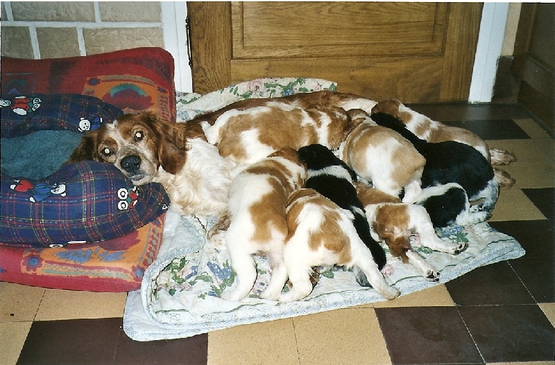 Publication : de la Côte d'Albâtre Auteur : A;Lancien