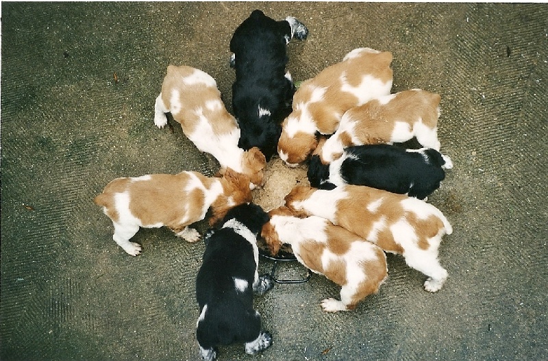 Publication : de la Côte d'Albâtre Auteur : A;Lancien