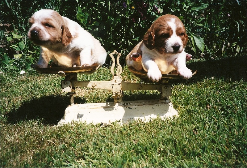 Publication : de la Côte d'Albâtre Auteur : A;Lancien