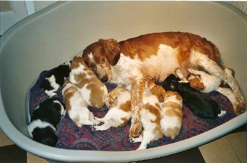 Publication : de la Côte d'Albâtre Auteur : A;Lancien