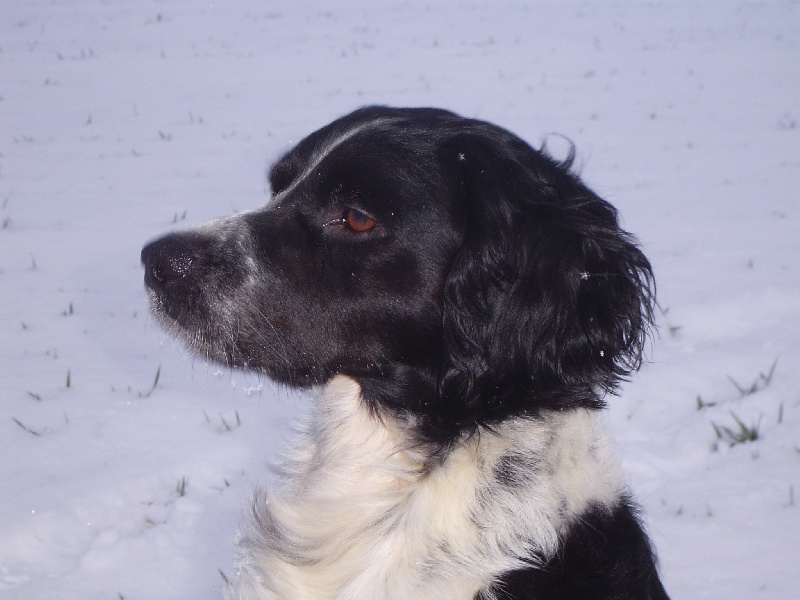 TR. Undigo de la Côte d'Albâtre - 1er Prix Excellent avec CACS