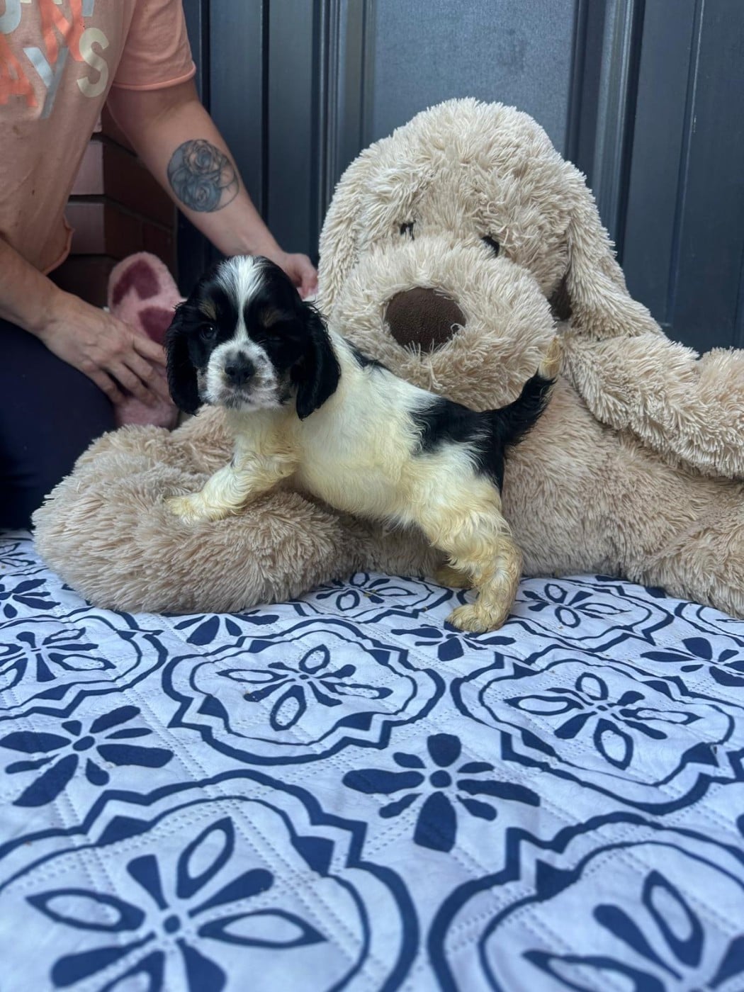 Bélos (tricolore) - American Cocker Spaniel