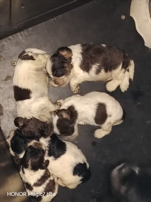 Les chiots de American Cocker Spaniel