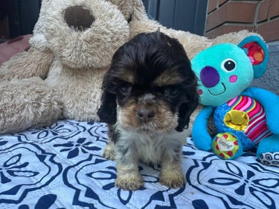 Les chiots de American Cocker Spaniel