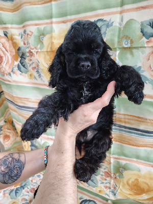Les chiots de American Cocker Spaniel