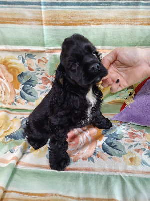 Les chiots de American Cocker Spaniel