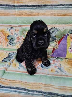 Les chiots de American Cocker Spaniel