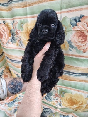 Les chiots de American Cocker Spaniel