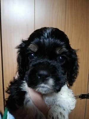 American Cocker Spaniel - des jardins de Loane