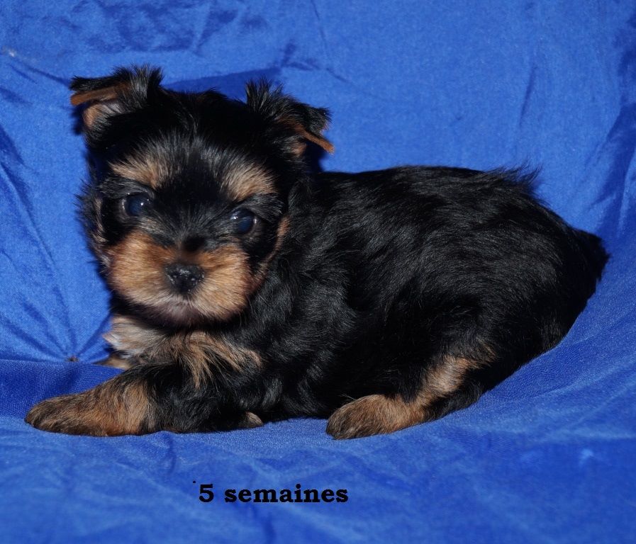 CHIOT - Yorkshire Terrier