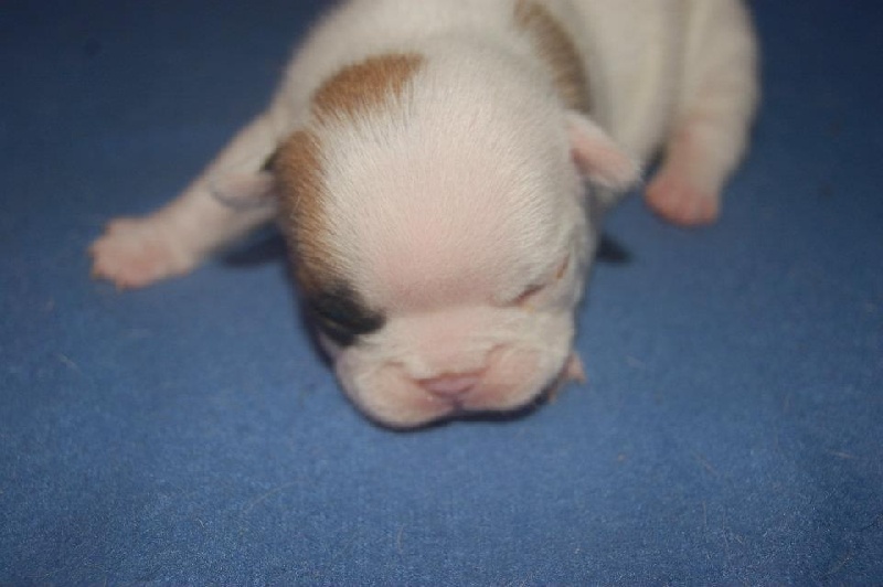 Publication : des Cerbères du Gévaudan Auteur : garrel damien