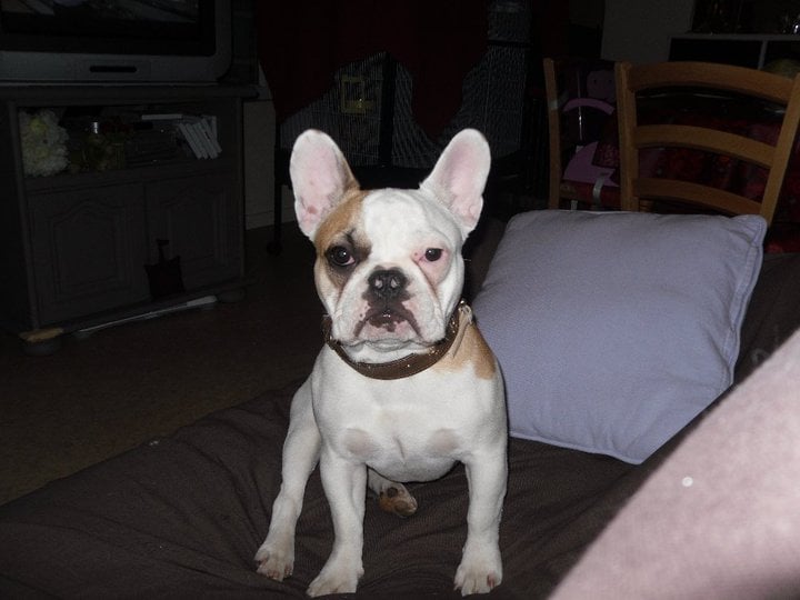 Publication : des Cerbères du Gévaudan Auteur : garrel damien