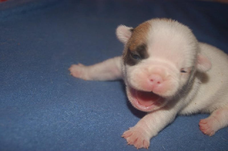 Publication : des Cerbères du Gévaudan Auteur : garrel damien