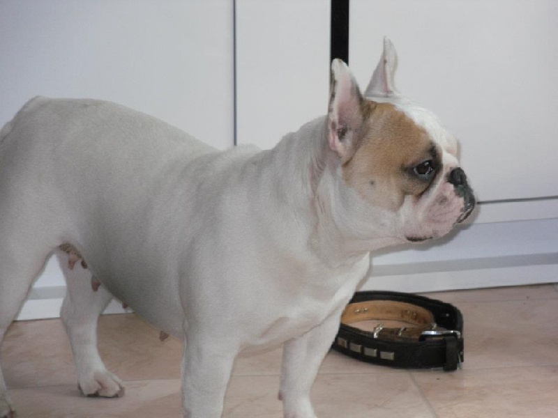 Publication : des Cerbères du Gévaudan Auteur : garrel damien