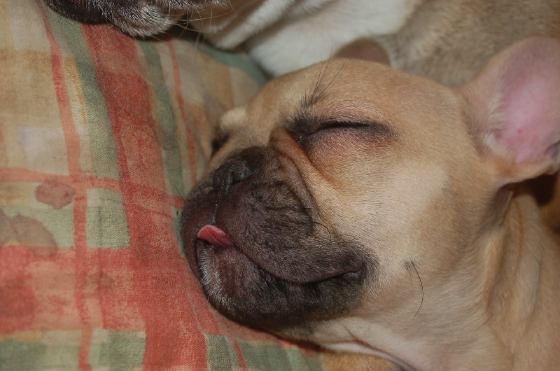 Publication : des Cerbères du Gévaudan