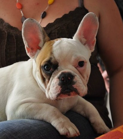 Publication : des Cerbères du Gévaudan Auteur : garrel damien