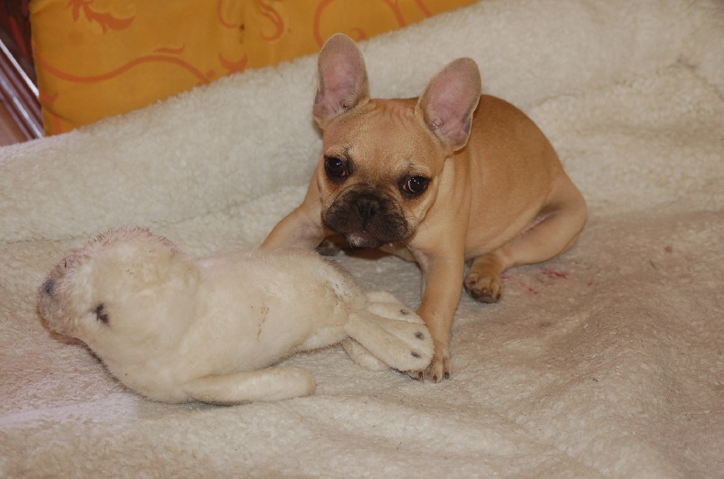 Publication : des Cerbères du Gévaudan