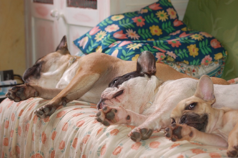 Publication : des Cerbères du Gévaudan