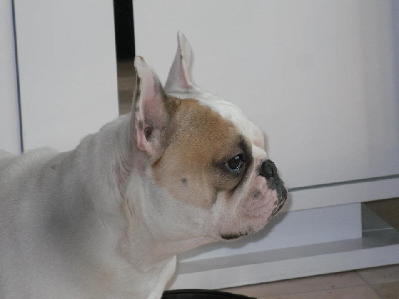 Publication : des Cerbères du Gévaudan Auteur : garrel damien