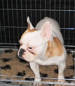 Publication : des Cerbères du Gévaudan Auteur : garrel damien