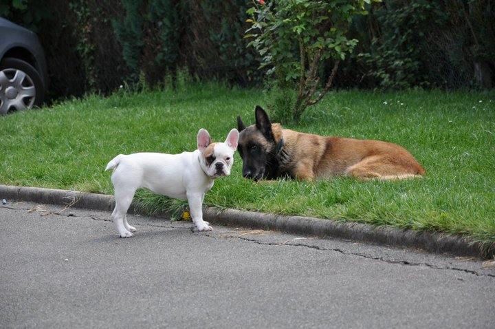 Publication : des Cerbères du Gévaudan Auteur : garrel damien