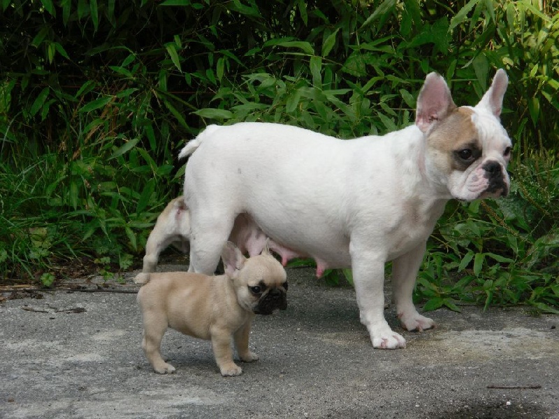 Publication : des Cerbères du Gévaudan Auteur : garrel damien