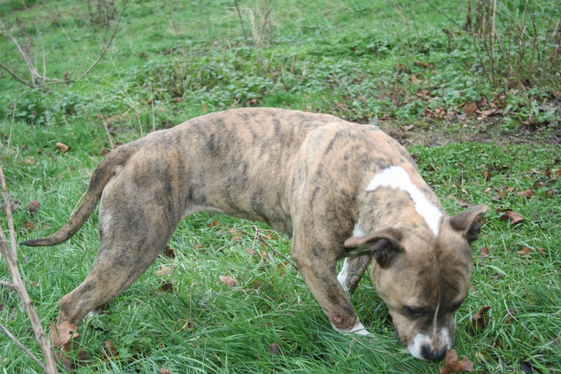 Vaillant little sanka P'pit