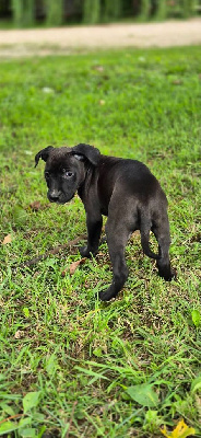Les chiots de American Staffordshire Terrier