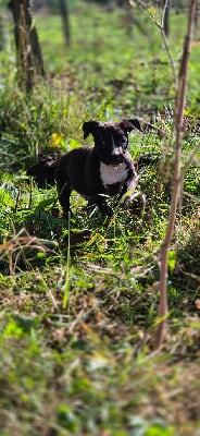 Les chiots de American Staffordshire Terrier