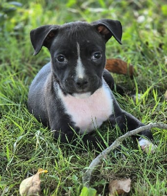 Les chiots de American Staffordshire Terrier