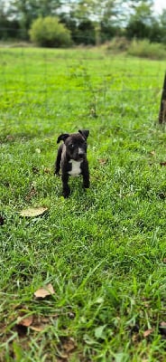 Les chiots de American Staffordshire Terrier