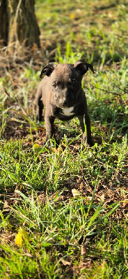 Les chiots de American Staffordshire Terrier